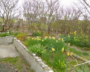 Garden - (3) | Leemor, Levenwick